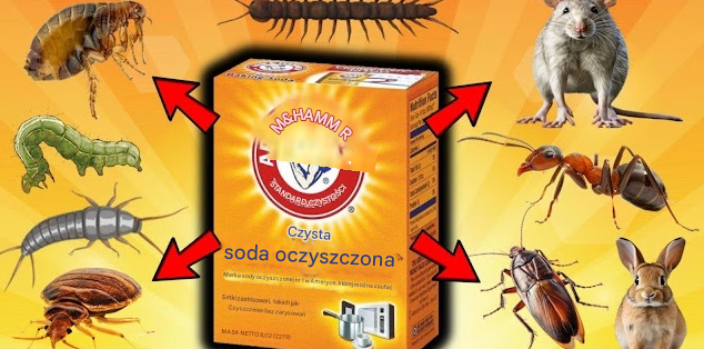 Jak wykorzystać sodę oczyszczoną do walki z szkodnikami w kuchni – Skuteczna i naturalna metoda