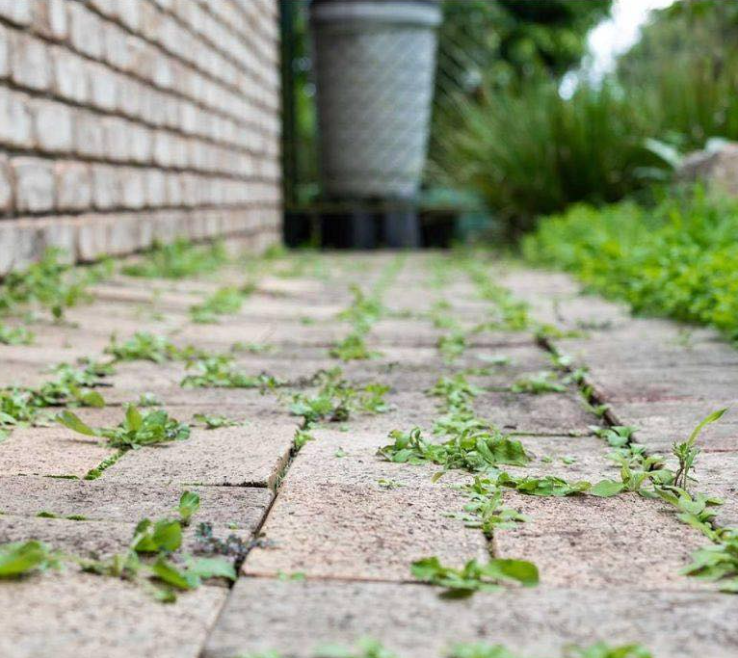 Jak usunąć chwasty w ogrodzie za pomocą białego octu – Naturalna metoda bez wysiłku
