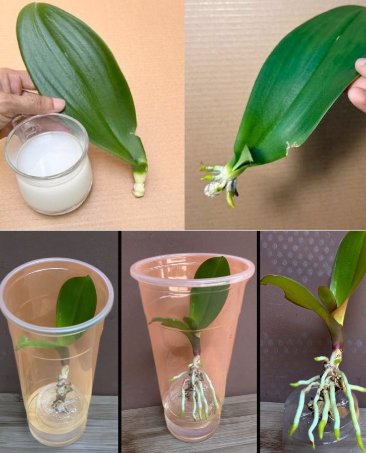 Jak zadbać o storczyki, aby były bujne i zdrowe – Sprawdzone triki na idealną uprawę