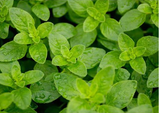 Oregano – Więcej niż przyprawa: Korzyści zdrowotne i sposoby użycia