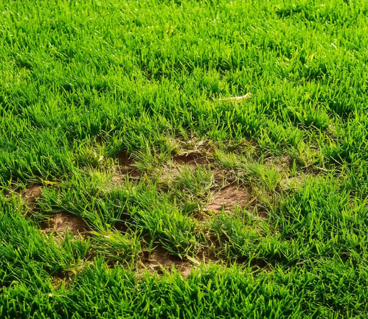 Jak ożywić martwe plamy trawy – Sprawdzony sposób mojego dziadka