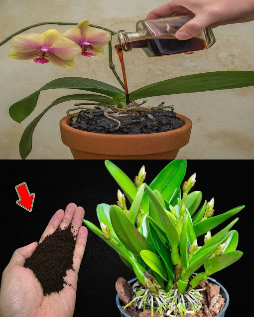 Jak pobudzić storczyki do kwitnienia za pomocą… jednej łyżeczki? Sekretny trik ogrodników