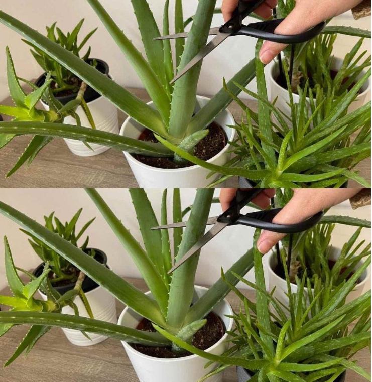 8 najczęstszych błędów w pielęgnacji aloesu – kompletny poradnik