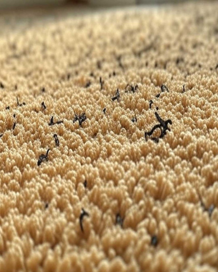 Tajemnicze włókna w kształcie litery „U” w dywanie – czym są i jak się ich pozbyć?