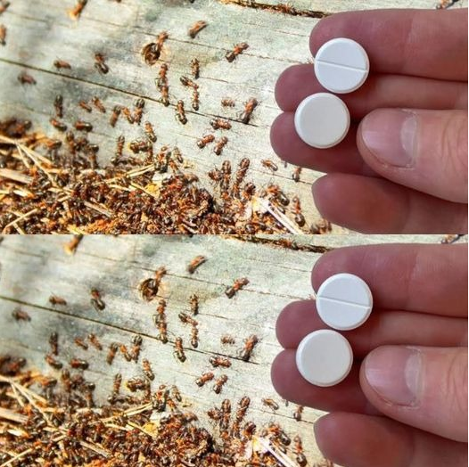 Naturalny sposób na pozbycie się mrówek z ogrodu – skuteczna metoda z użyciem mąki kukurydzianejNaturalny sposób na pozbycie się mrówek z ogrodu – skuteczna metoda z użyciem mąki kukurydzianej