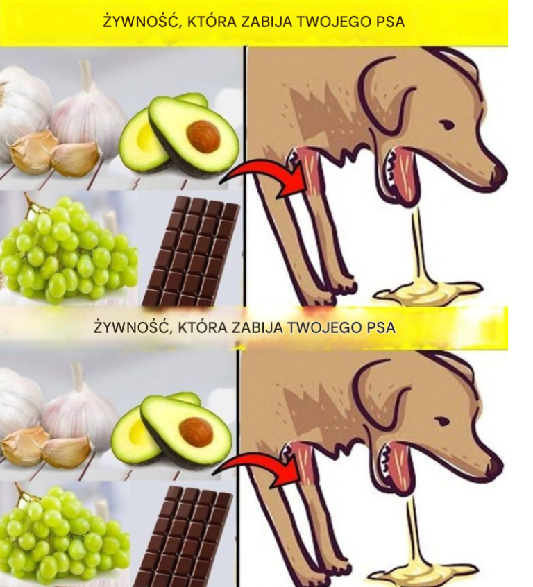 22 produktów toksycznych dla psów – kompletny przewodnik dla opiekunów